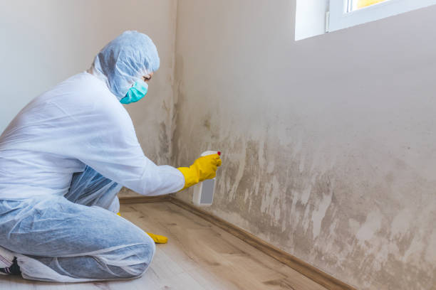 Licensed Commercial Mold Remediation service in Bath, MI - WQB Mold Removal